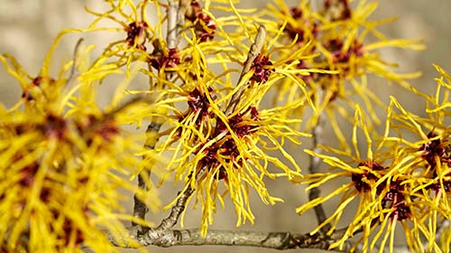 Witch Hazel Extract (2%)