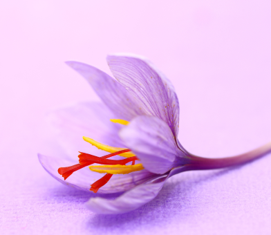 Saffron Extract